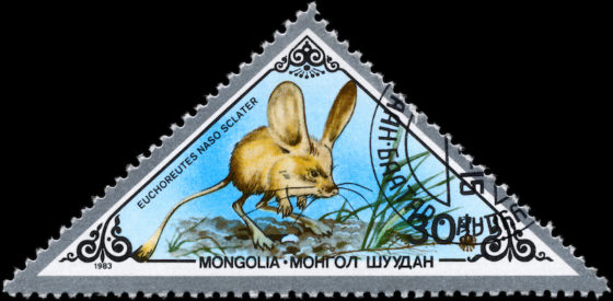 Jerboa on a triangular Mongolian postage stamp, showing that postage stamps can reveal the cultural heritage and traditions of a country. (Image © Alexander Zam/iStock.)