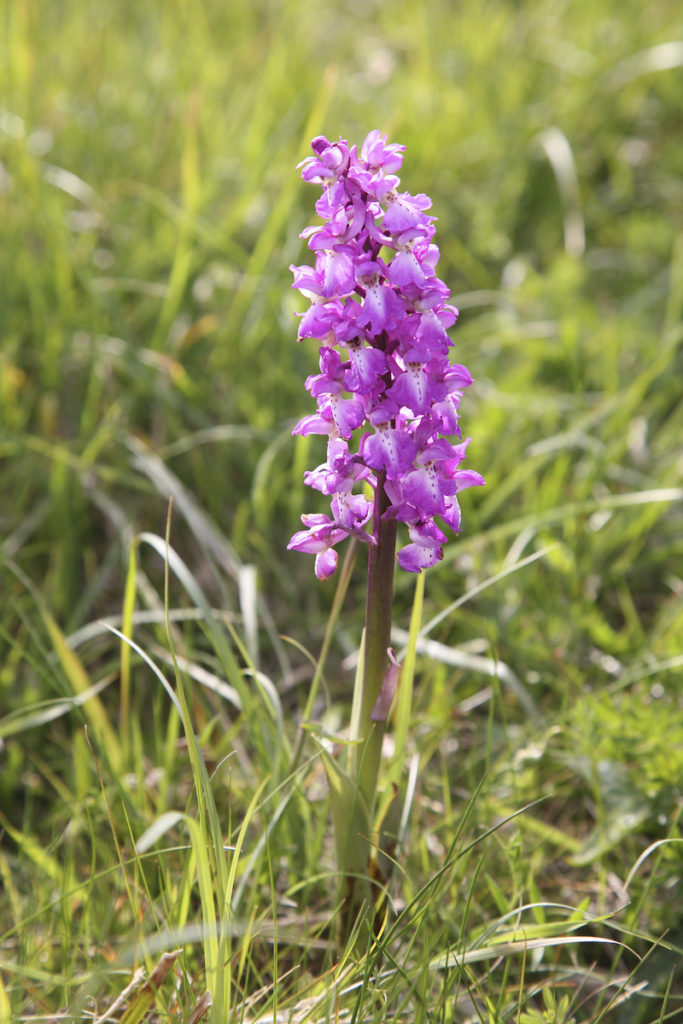 The Early-Purple orchid (orchis mascula) graces the the Burren, a geological wonder in Ireland and one of the most amazing places on Earth. (Image © iStock/ClaireORorke)