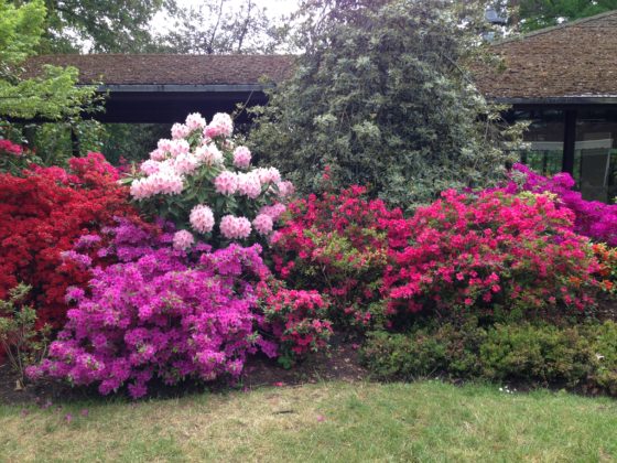 Azaleas in the Bois de Vincennes, a way to feed your wanderlust with the hidden treasures of Paris. (Image © Meredith Mullins.)
