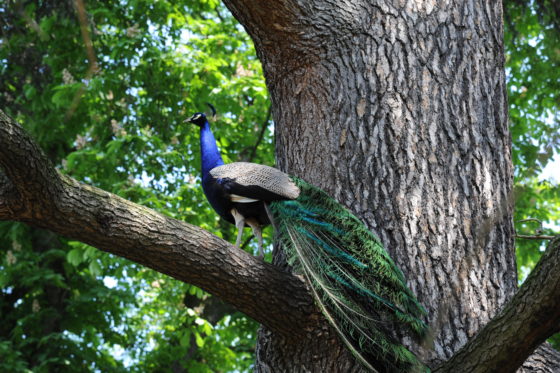 Peacock in a tree in the Parc de Bagatelle, a way to feed your wanderlust with Paris hidden treasures. (Image © Meredith Mullins.)