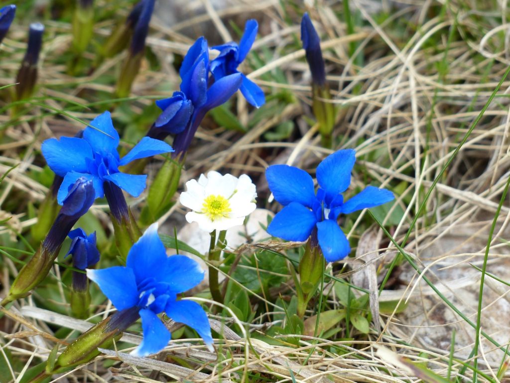 Blue Gentian and Mountain Avens thrive in the Burren, a geological wonder in Ireland and one of the most amazing places on Earth. (Image in the public domain)