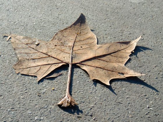 A dry leaf showing the cultural traditions of Japanese wabi sabi, lending a theme for New Year's Resolutions. (Image © Meredith Mullins.)