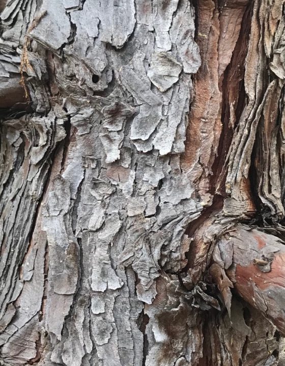 Tree bark showing the cultural traditions of Japanese wabi sabi and providing a theme for New Year's resolutions. (Image © Meredith Mullins.)