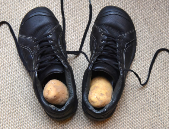 Shoes with potatoes showing an Iceland cultural traditions for Christmas and holiday food around the world. (Image © Meredith Mullins.)