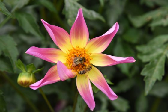 a pink and yellow flower with bees, showing the Japanese cultural traditions of wabi sabi and lending a theme for New Year's resolutions. (Image © Meredith Mullins.)