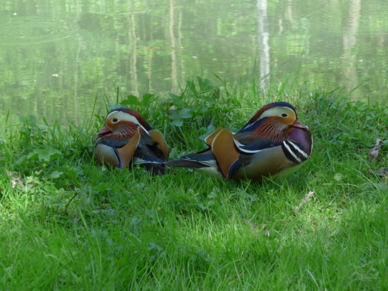 Parc de la Poudrerie, Mandarin ducks, Canal de l'Ourcq, a way to feed your wanderlust with Paris hidden treasures. (Image © Annabel Simms.)