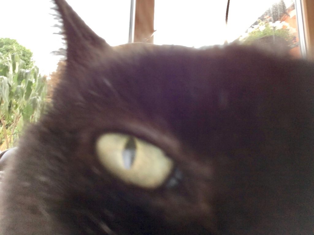 An inquisitive cat in Howth, Ireland has a way of seeing the world close up. (Image @ Joyce McGreevy)