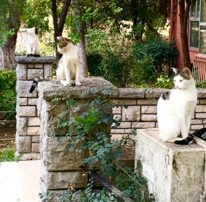 A scene of feral cats posing like statues in Istanbul, Turkey inspire art-centric travel tips as a writer checks in about lessons learned from traveling full time. (Image © Joyce McGreevy)