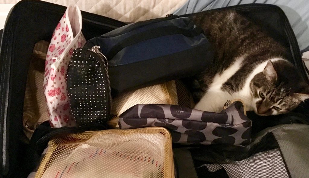 A cat curled up in an open suitcase inspires travel tips about what not to check in or carry on when traveling full time. (Image © Joyce McGreevy)
