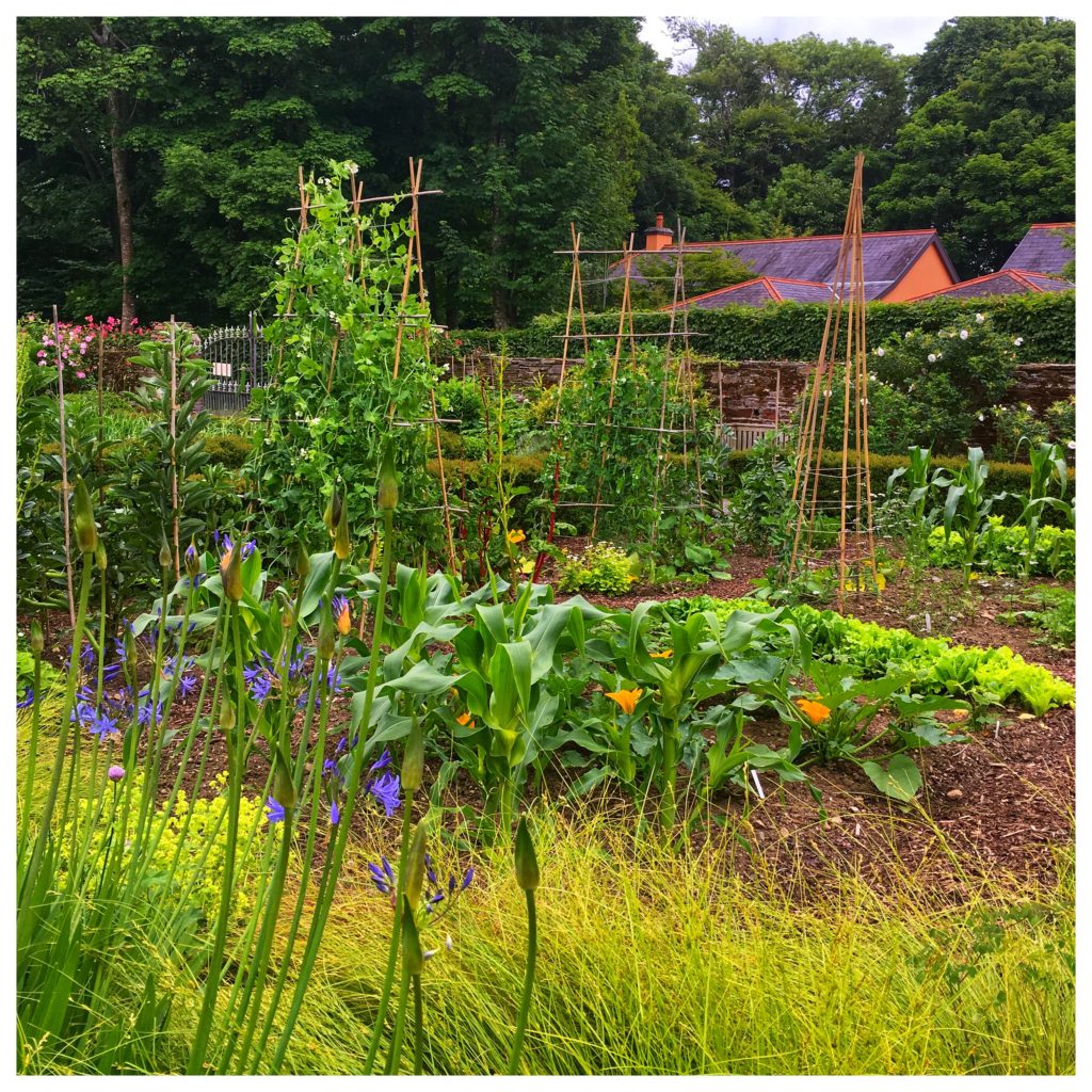 A vegetable garden in Inish Beg Estate, Cork, Ireland evokes the way Ireland’s culinary renaissance has dispelled stereotypes about Irish cuisine. (Image © Joyce McGreevy)