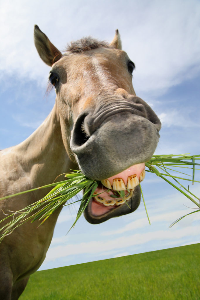 Horse showing its teeth and showing the idiom long in the tooth, one of the popular proverbs and sayings in the English language. (Image © iStock/Treasurephoto.)