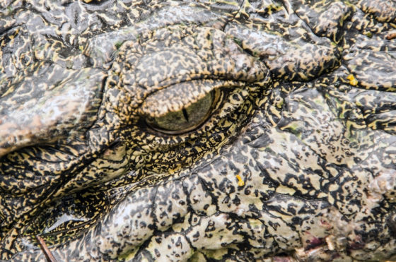 Crocodile with a tear in its eye, showing the idiom of crocodile tears, one of the proverbs and sayings that is popular in the English language. (Image © iStock/Dikuch.)
