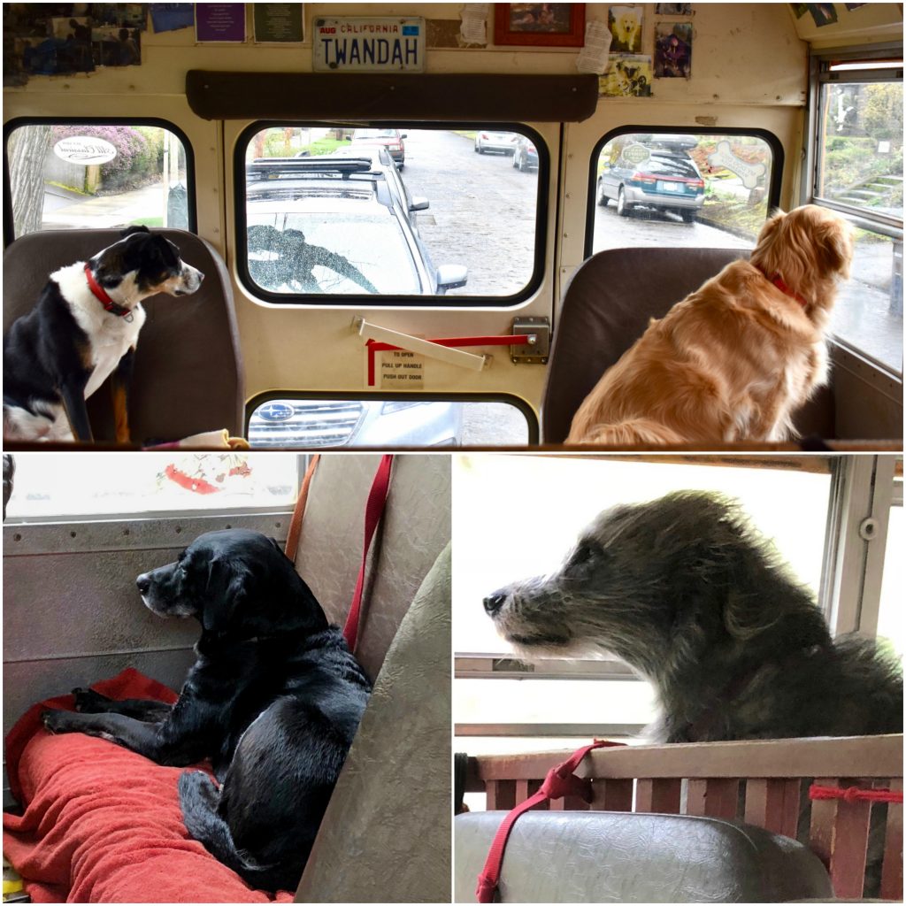 Several dogs gaze out the windows of the dog bus, a product of Meg Vogt’s creative thinking in Portland, Oregon. (Image © Joyce McGreevy)