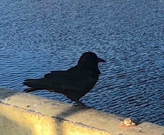 A crow by water, showing the idiom as the crow flies, one of the popular proverbs and sayings from the English language. (Image © DMT.)