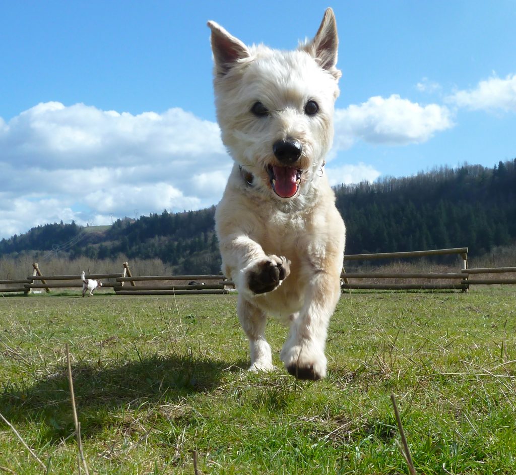 Mr. Diego the white Scottie went from troubled pup to poster dog thanks to Meg Vogt’s creative thinking. (Image © Meg Vogt)