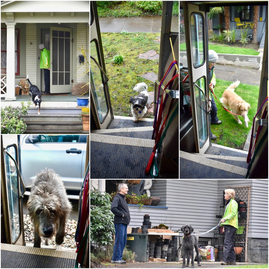 Dogs of several kinds board the dog bus, a product of Meg Vogt’s creative thinking in Portland, Oregon. (Image © Joyce McGreevy)