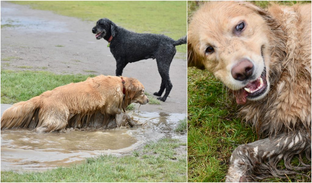 Dogs enjoy a puddle at a leash-free dog park in Portland, Oregon, thanks to creative thinker Meg Vogt and her dog bus. (Image © Joyce McGreevy)