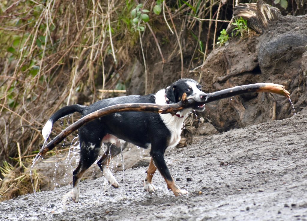 A dog carrying a branch frolics at a leash-free dog park in Portland, Oregon, thanks to creative thinker Meg Vogt and her dog bus. (Image © Joyce McGreevy)