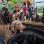 The Dogs on the Bus