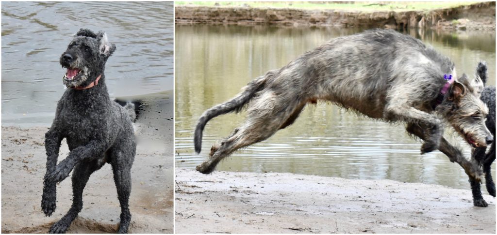 Dogs frolic at a leash-free dog park in Portland, Oregon, thanks to creative thinker Meg Vogt and her dog bus. (Image © Joyce McGreevy)