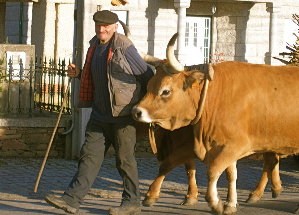  man walking a cow reminds the author of airlines’ creative problem solving and policies regarding animals. [Image public domain]