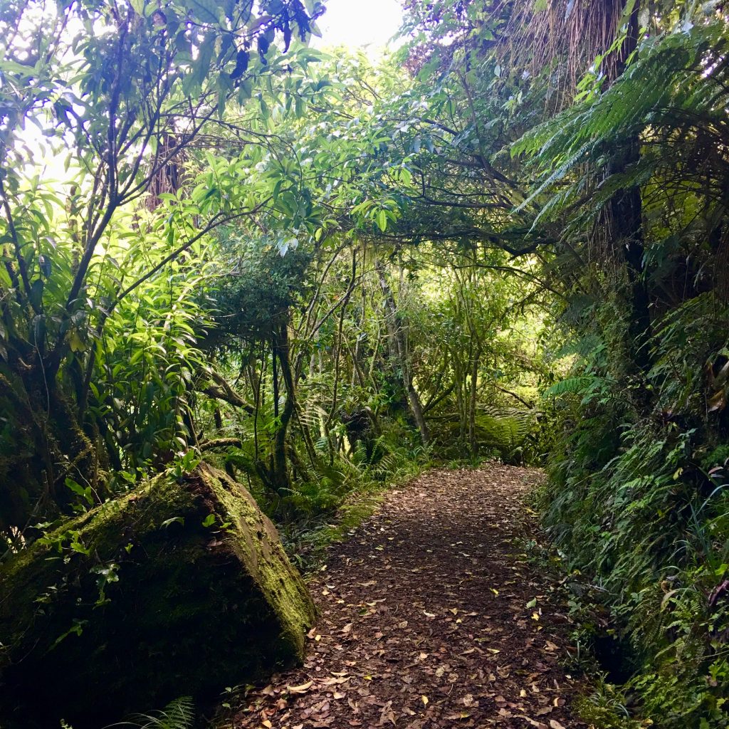 A walking pathway in Mangawhero Forest Walk in Tongariro National Park is a treat for visitors who are walking New Zealand. (Image © Joyce McGreevy)