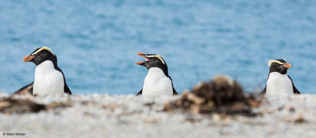 New Zealand’s Fiordland crested penguins inspire birdwatchers to travel the world. (Image © Matt Winter/ New Zealand Tourism)