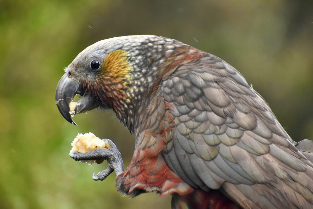 The bush parrot, or kaka, is a New Zealand native bird. (Image @ Joyce McGreevy)