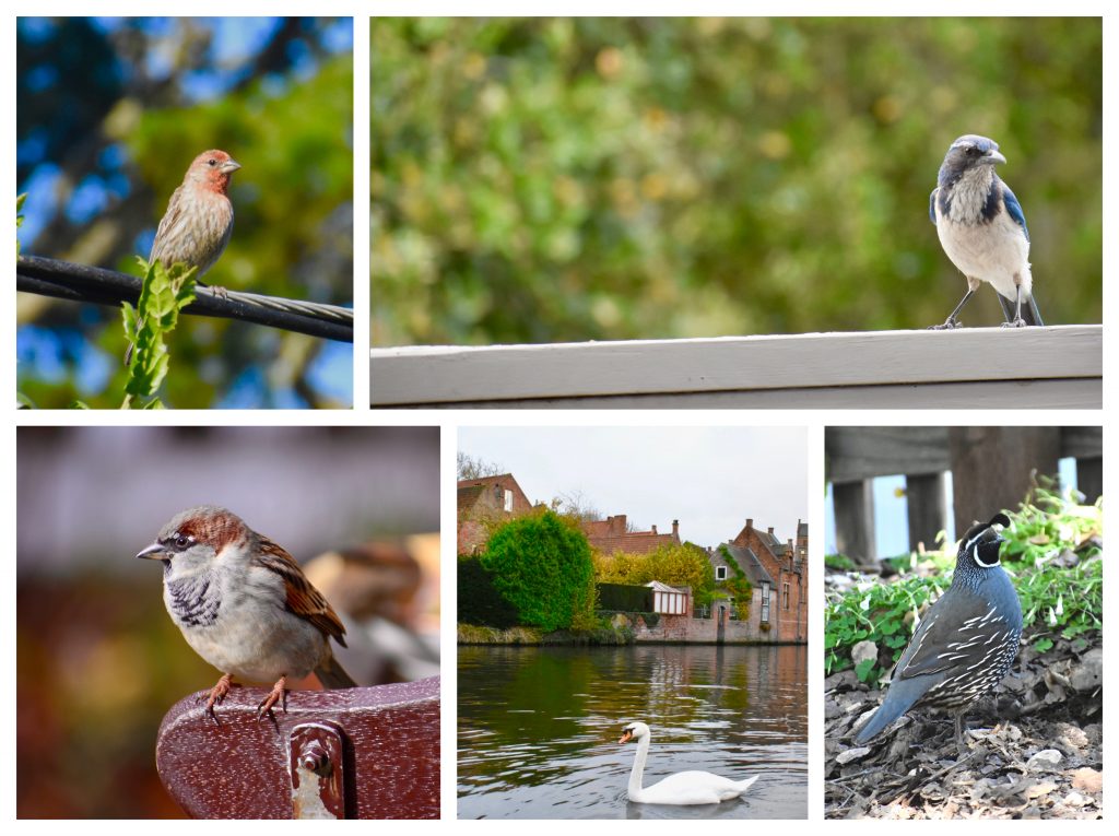 A collage of five common birds reflects the joys of birdwatching while traveling the world. (Image @ Joyce McGreevy)