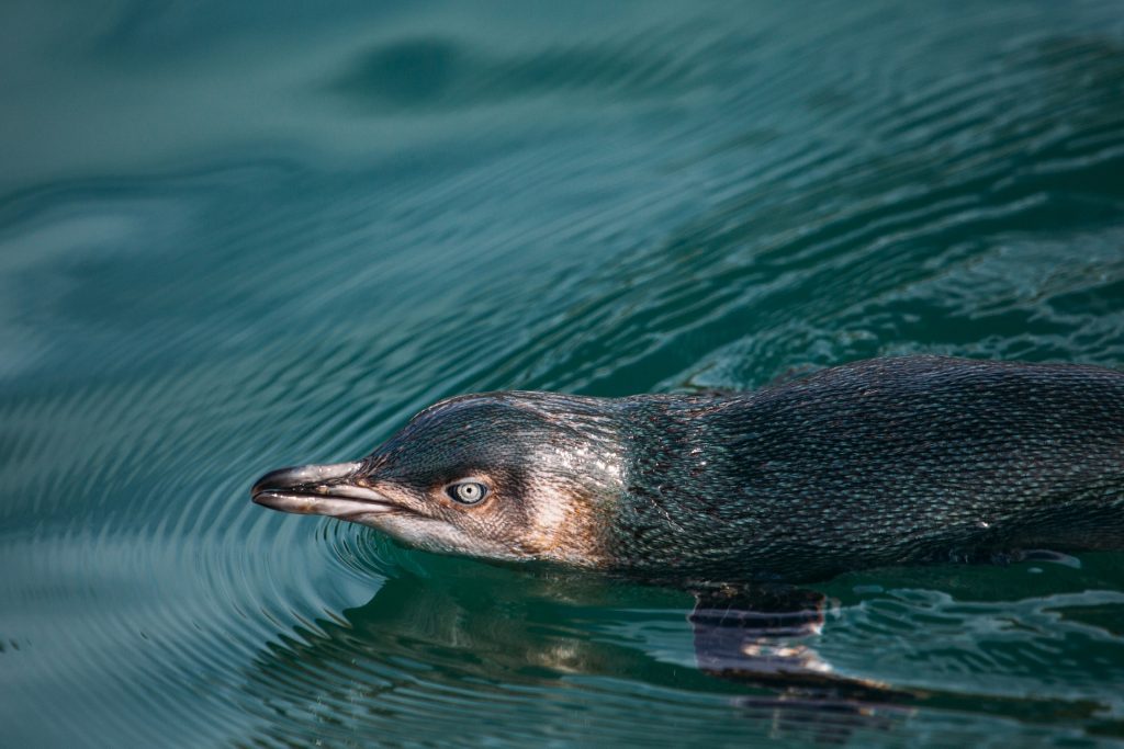 New Zealand’s little blue penguins explain why many birdwatchers love traveling the world. (Image © Chris Stephenson/ New Zealand Tourism)