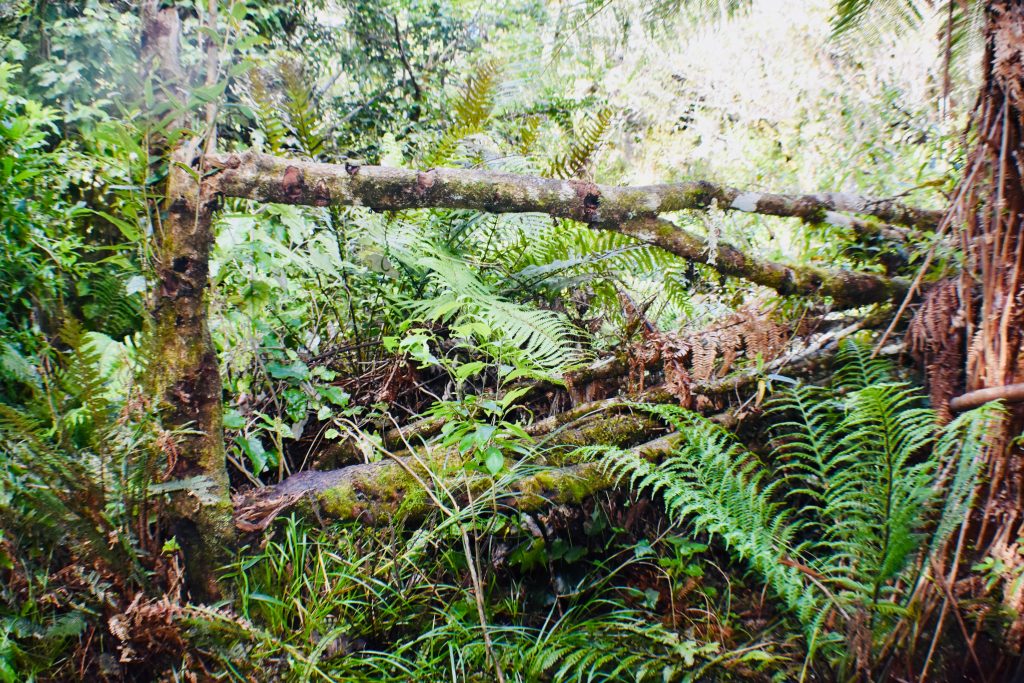 A forest in New Zealand was a paradise for native birds until humans traveling the world arrived as settlers. (Image @ Joyce McGreevy)