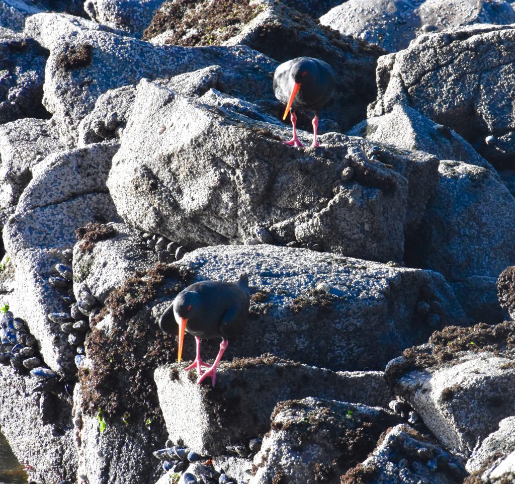 New Zealand oystercatchers are seabirds that make their nests near the shoreline.(Image @ Joyce McGreevy)
