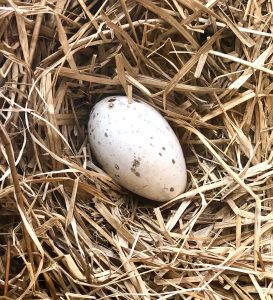 A bird’s egg reminds the viewer that the world of birds is fragile. (Image @ Joyce McGreevy)