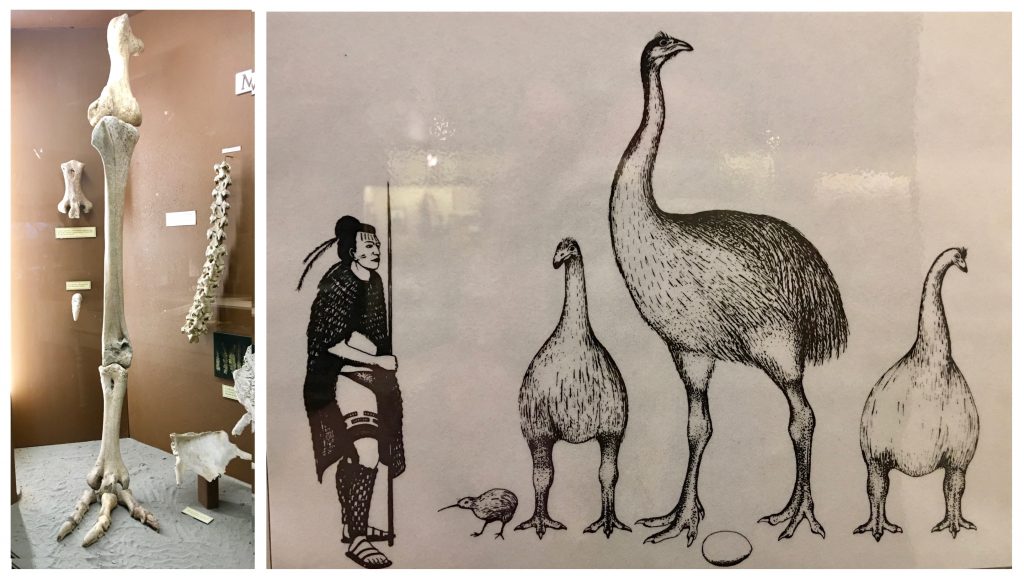 Moa bones and a drawing of moa remind viewers that many of New Zealand’s flightless birds are extinct. (Image @ Joyce McGreevy)