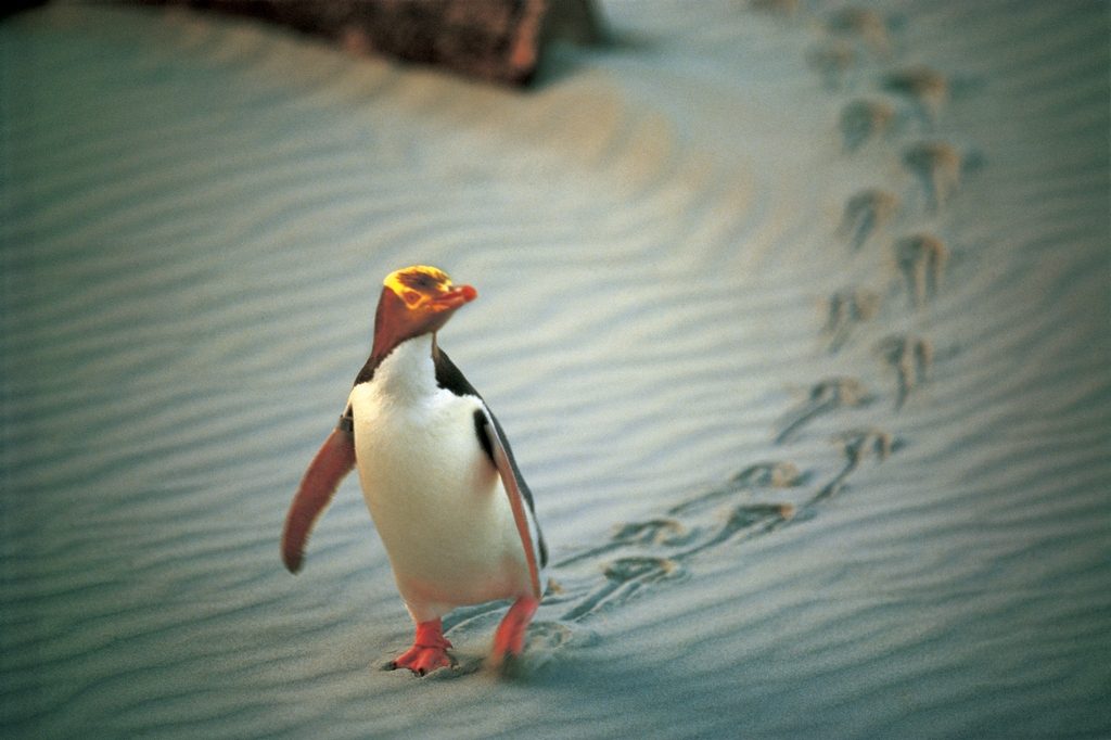 New Zealand’s yellow-eyed penguins show why many birdwatchers are traveling the world. (Image © Penguin Place/ New Zealand Tourism)