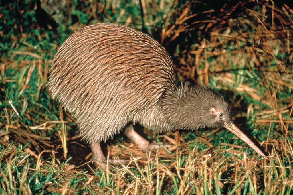 The kiwi, a flightless bird, is New Zealand’s national icon. (Image courtesy of New Zealand Tourism)