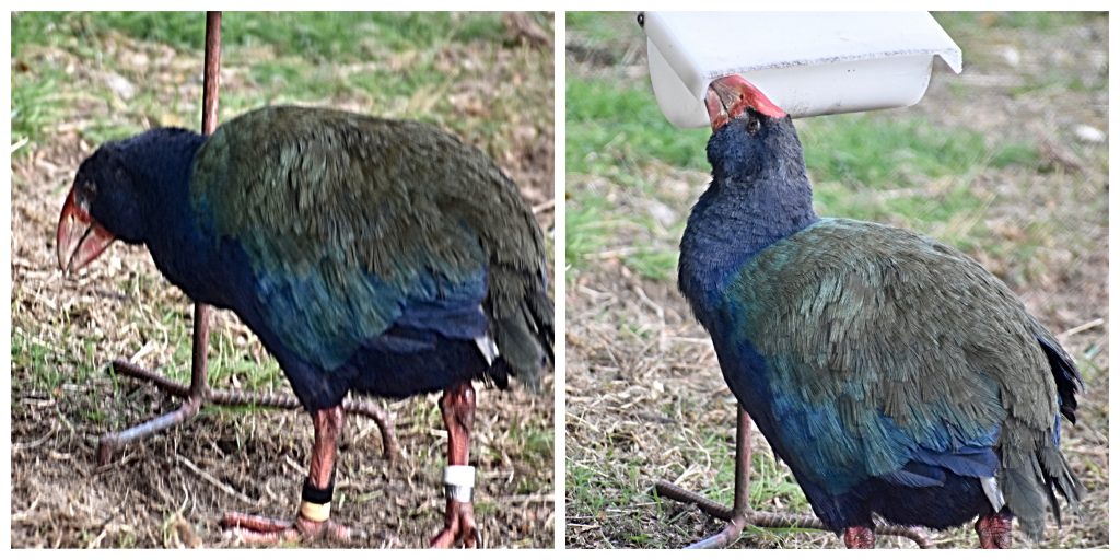 The takahe, once thought to be extinct, is one of New Zealand’s most unusual native birds. (Image @ Joyce McGreevy)