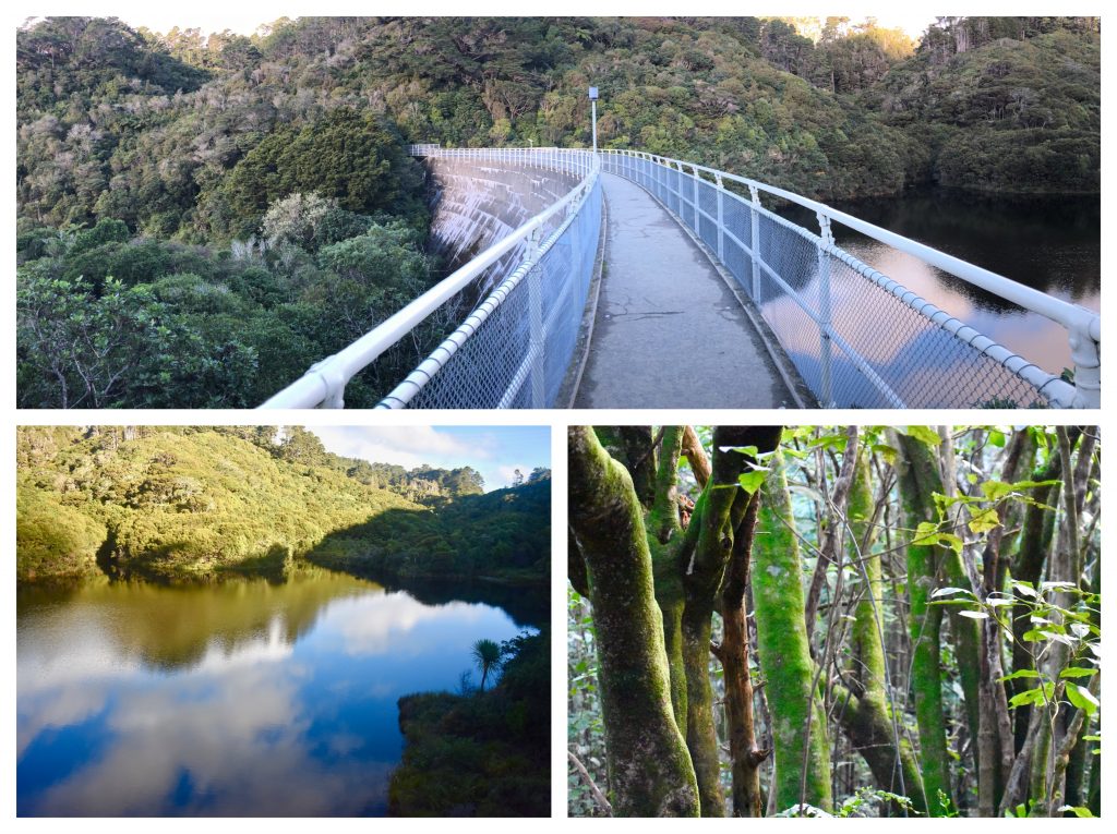 Zealandia is a sanctuary for New Zealand’s native birds and other wildlife. (Image @ Joyce McGreevy)