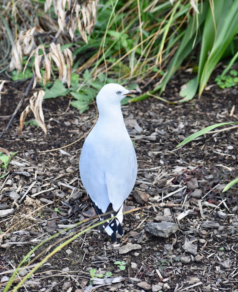 A black-billed gull remind a birdwatcher traveling the world that many New Zealand native bird species are in trouble. (Image © Joyce McGreevy)