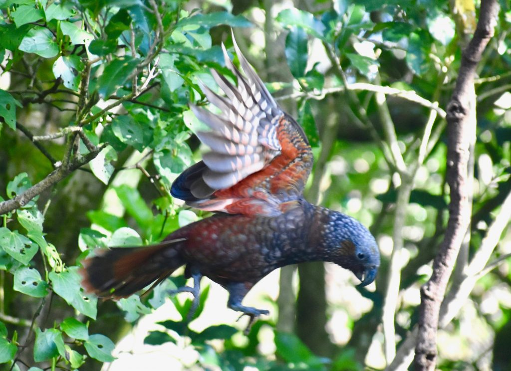 A bush parrot, or kaka, displays its wings at Zealandia, a New Zealand bird sanctuary.(Image @ Joyce McGreevy)