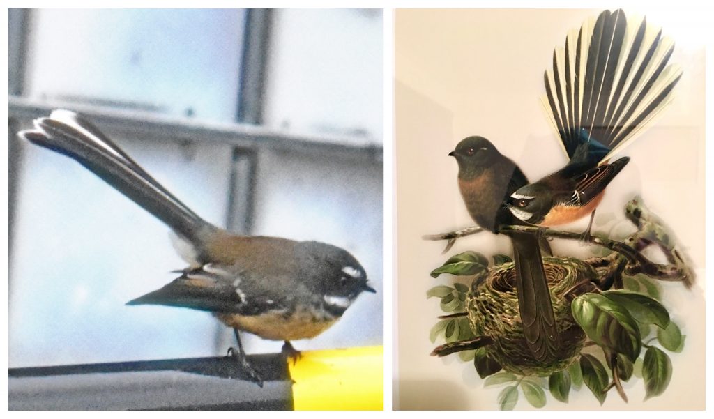 The piwakawaka or fantail is New Zealand bird native bird worth traveling the world to see. (Image @ Joyce McGreevy)