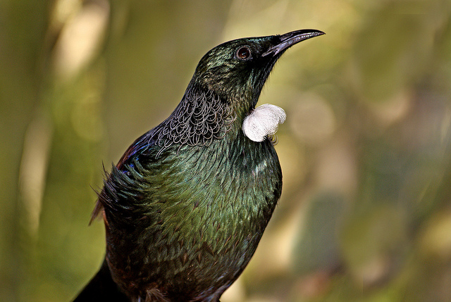 The tui is unique to New Zealand, a favorite among birdwatchers. (Public domain image; credit: Bernard Spragg)