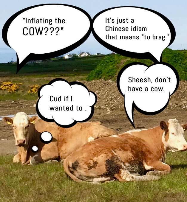 Cows in Lehinch, Co. Clare, Ireland remind one that animal idioms, animal names, and animal traits inspire everyday language, including wordplay. (Image © Joyce McGreevy)