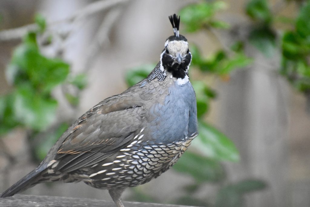 A quail in California reminds the writer that animal names and animal idioms influence everyday language. (Image © Joyce McGreevy)