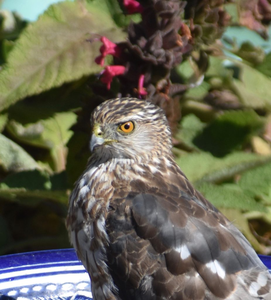A Cooper’s hawk in Carmel, California reminds one that animal idioms, animal names, and animal traits inspire everyday language, including wordplay. (Image © Joyce McGreevy)