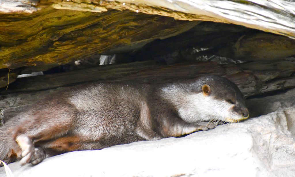 Otters in Wellington, New Zealand remind one that animal idioms, animal names, and animal traits inspire everyday language, including wordplay. (Image © Joyce McGreevy)