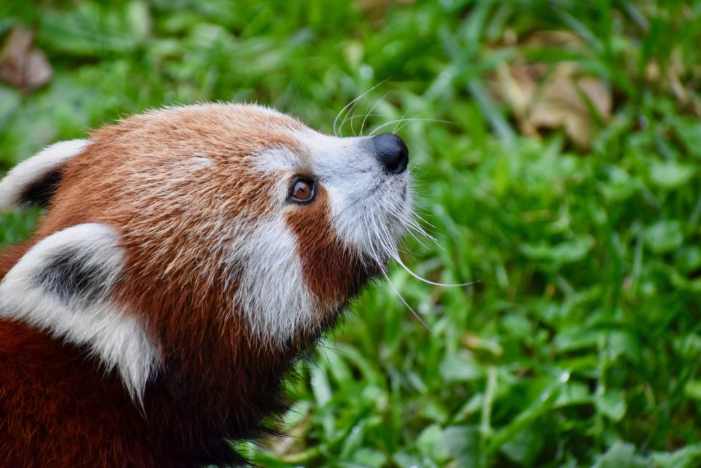 A red panda in Wellington, New Zealand reminds the writer that animal idioms continues to influence everyday language. (Image © Joyce McGreevy)