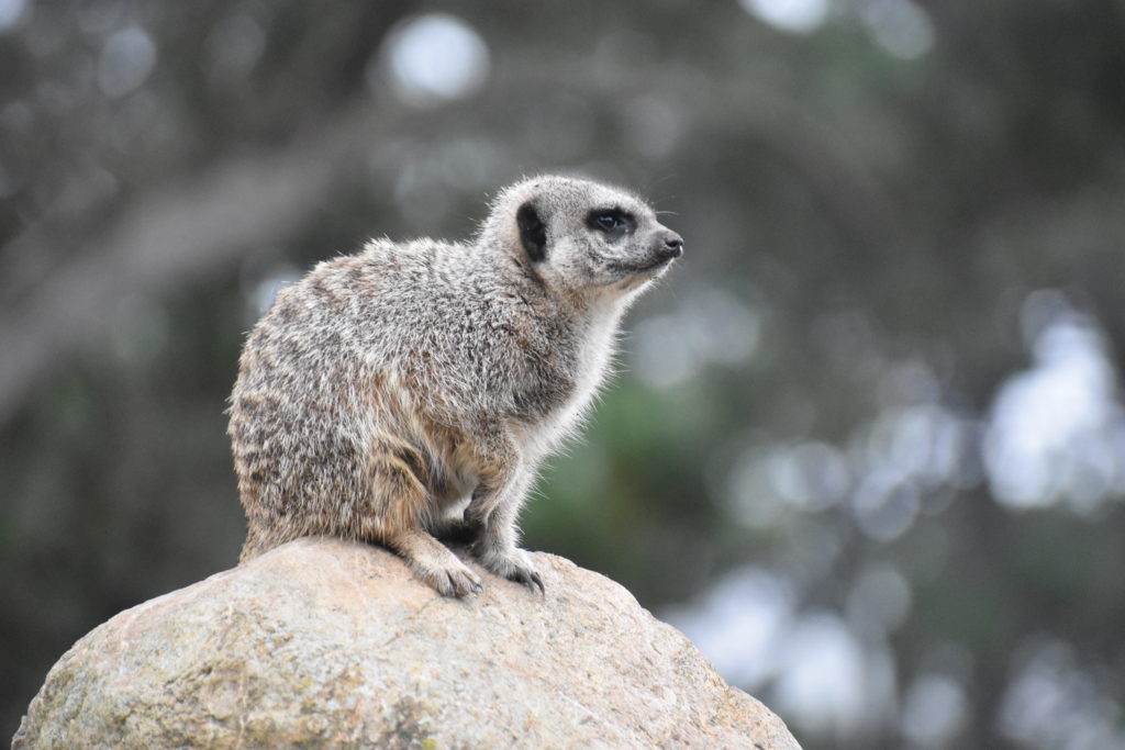 A meerkat in Wellington, New Zealand reminds the writer that animal names inspire everyday wordplay. (Image © Joyce McGreevy)