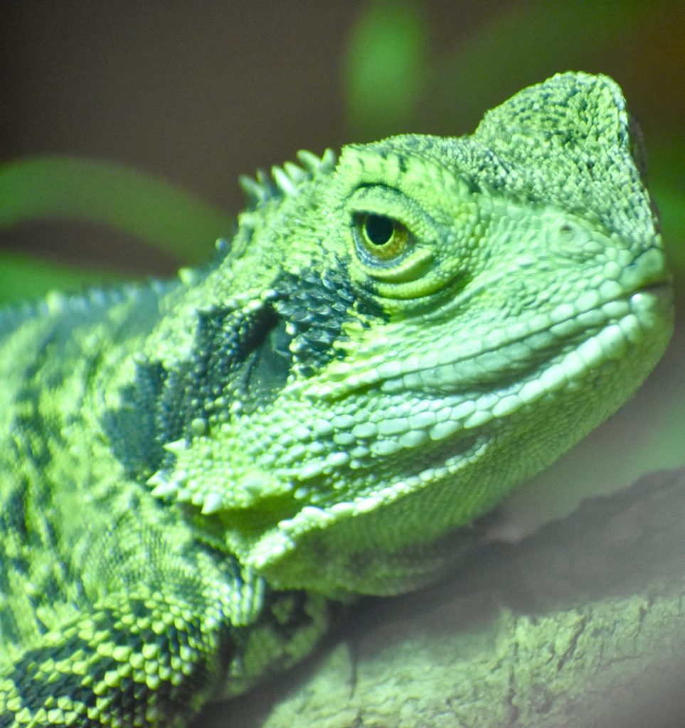 A lizard in Wellington, New Zealand reminds one that animal idioms, animal names, and animal traits inspire everyday language, including wordplay. (Image © Joyce McGreevy)