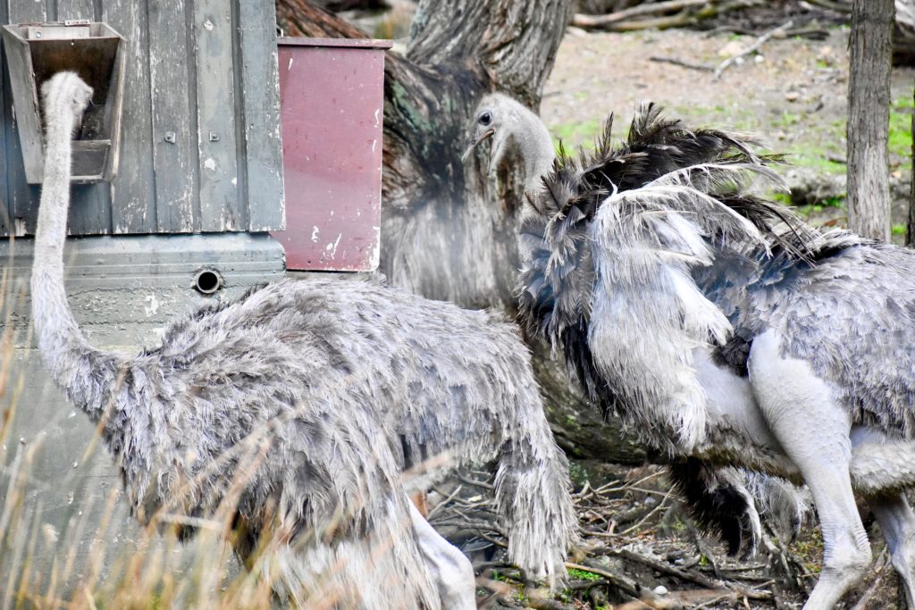 Two ostriches in Wellington, New Zealand remind one that animal idioms, animal names, and animal traits inspire everyday language, including wordplay. (Image © Joyce McGreevy)